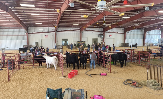 Livestock Show in the Arena