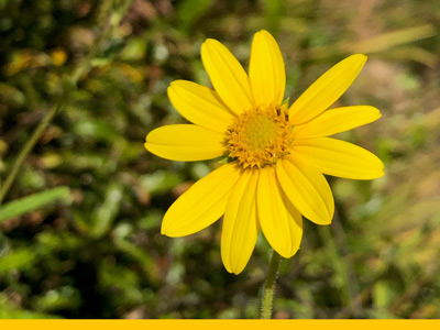 Close up of sunflower