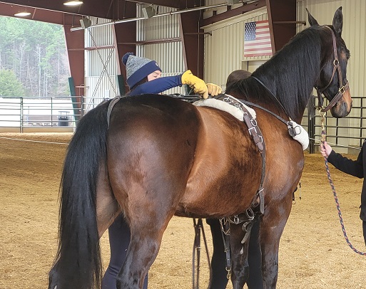 Saddlebred in Harness