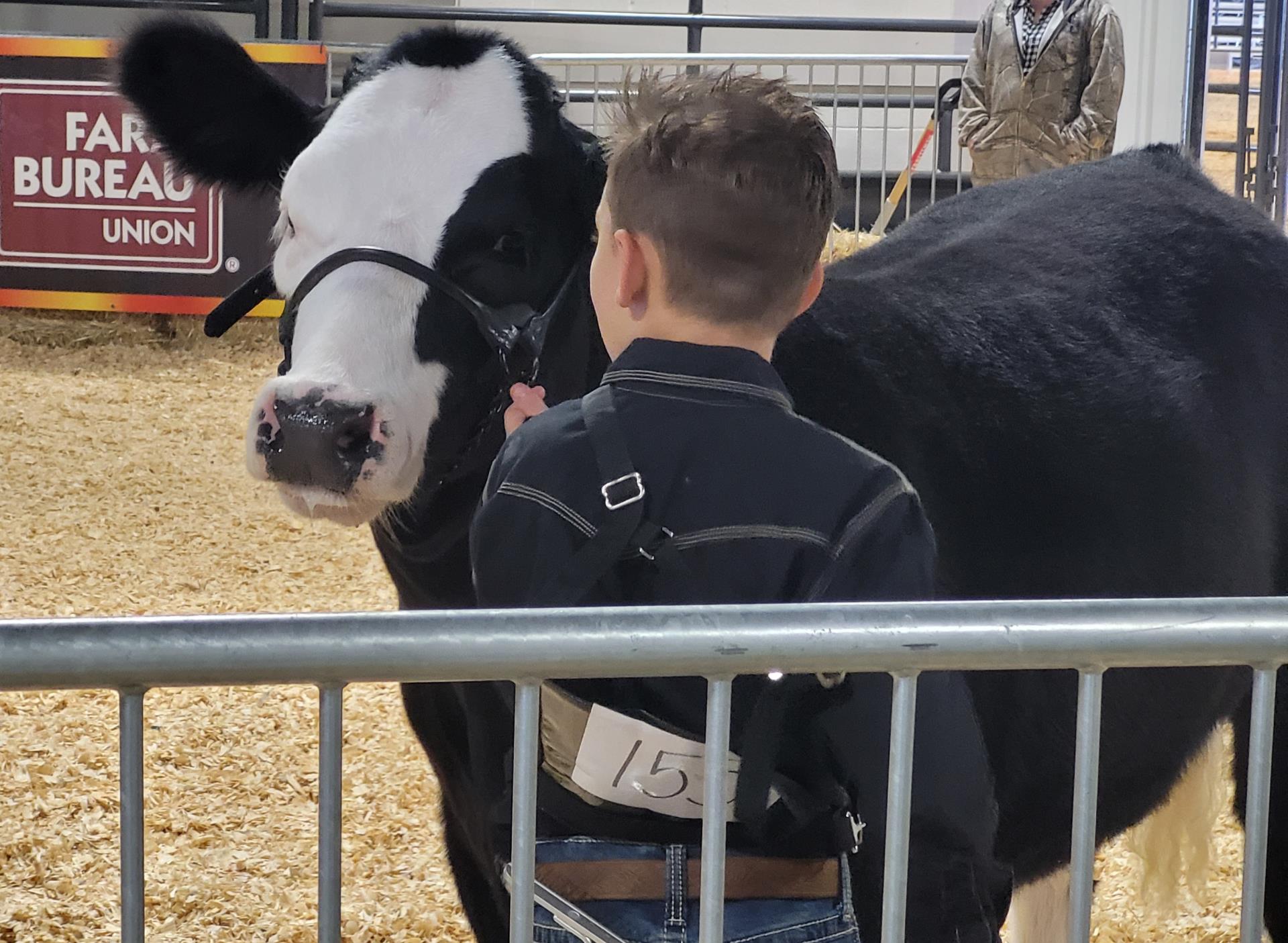 Youth Livestock Show Heifer