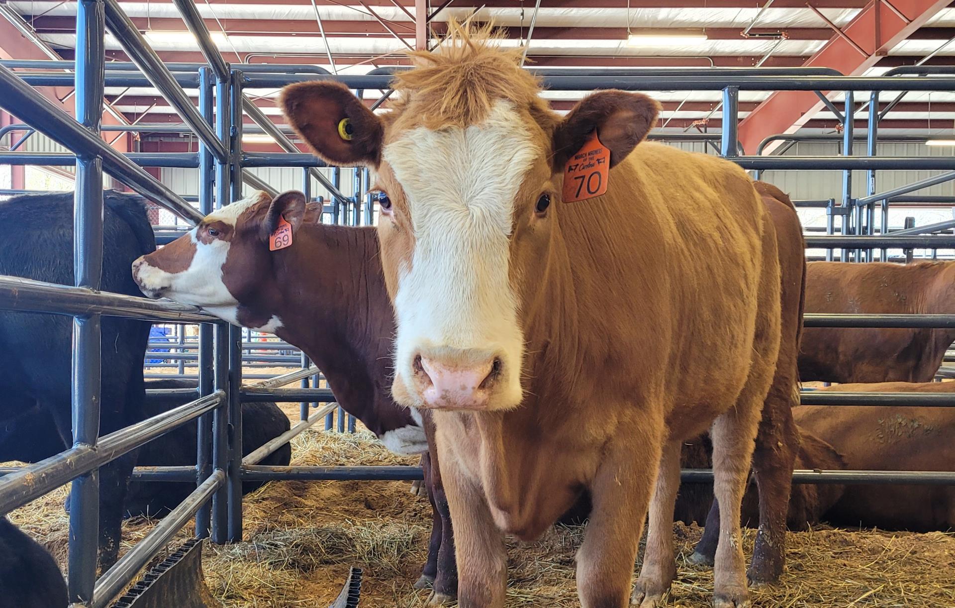 Two cows at 2023 Cattle Sale