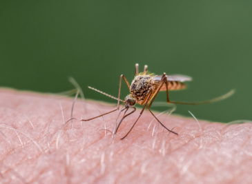 Mosquito on Arm