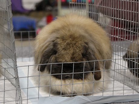 American Fuzzy Lop Rabbit at Inclusivity Rabbit Show