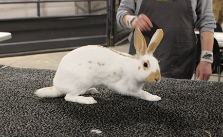 English Spot Rabbit at Inclusivity Rabbit Show