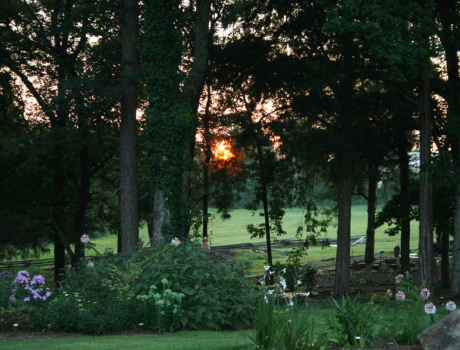 Sunset through the Teaching Garden