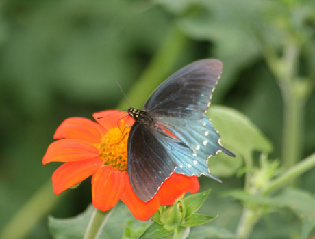 Pipevine Swallowtail Butterfly in the Teaching Garden